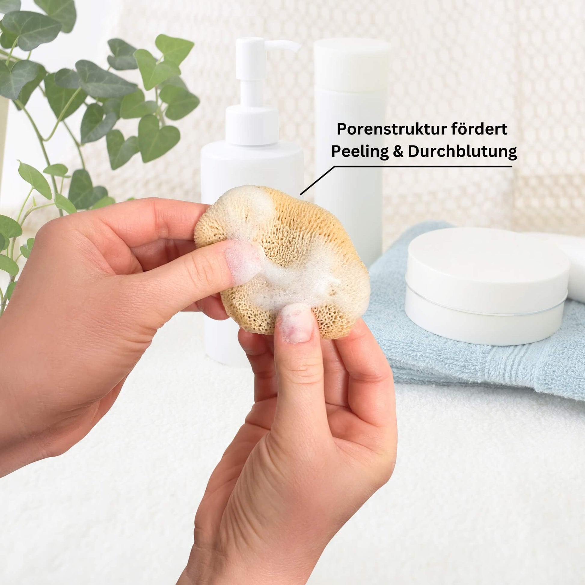 Zwei Hände halten einen Gesichtsschwamm aus Naturschwamm mit Schaum für sanftes Peeling und porentiefe Reinigung