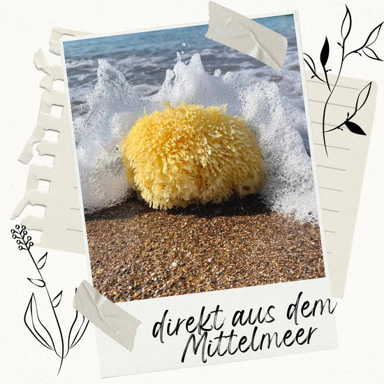 Naturbelassener Meeresschwamm direkt am Mittelmeerstrand, von einer Meereswelle umspült – nachhaltig geerntet für umweltfreundliche Körperpflege