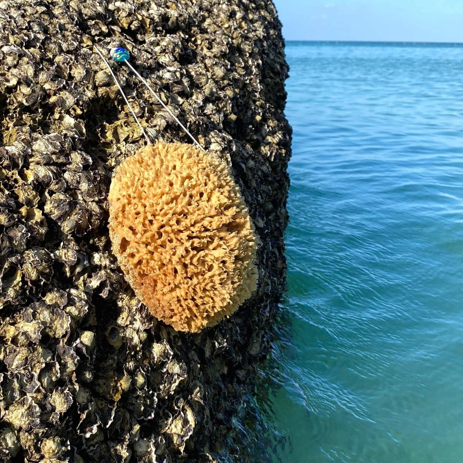 Naturschwamm mit Kordel hängt an Felswand im Mittelmeer, Symbol für nachhaltige Ernte und Herkunft